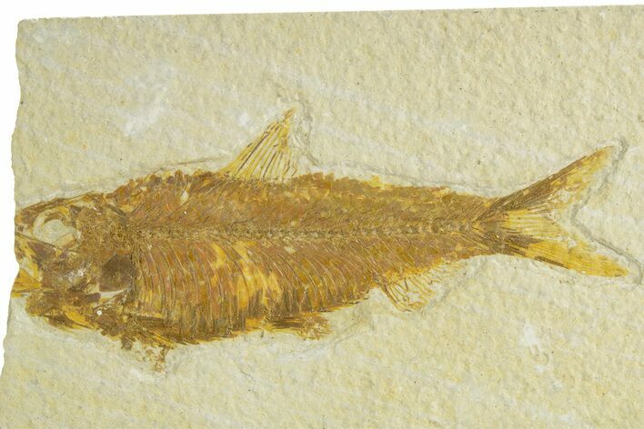Bargain, Fossil Fish (Knightia) - Wyoming #363796